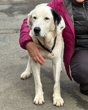 KARLIE, Hund, Mischlingshund in Aerzen - Bild 3