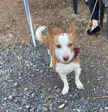 PANCHO, Hund, Podenco Maneto in Spanien - Bild 1