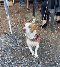 PANCHO, Hund, Podenco Maneto in Spanien - Bild 2