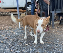 PANCHO, Hund, Podenco Maneto in Spanien - Bild 3