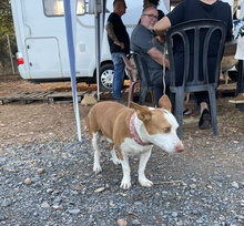 PANCHO, Hund, Podenco Maneto in Spanien - Bild 4