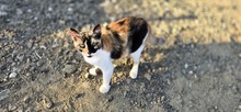 MONTANA, Katze, Europäisch Kurzhaar in Zypern - Bild 4