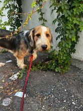 ONIX, Hund, Mischlingshund in Spanien - Bild 5