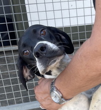 TUNDRA, Hund, Pointer in Spanien - Bild 1