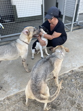 TUNDRA, Hund, Pointer in Spanien - Bild 2