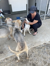 TUNDRA, Hund, Pointer in Spanien - Bild 3