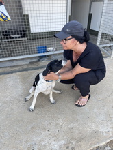 TUNDRA, Hund, Pointer in Spanien - Bild 6