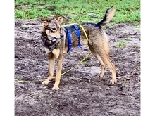 RUNA, Hund, Mischlingshund in Calberlah - Bild 10