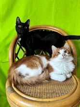 YOJI, Katze, Europäisch Kurzhaar in Zypern - Bild 2