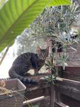 JUJKA, Katze, Europäisch Kurzhaar in Zypern - Bild 5