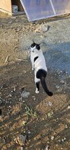 MIKKY, Katze, Europäisch Kurzhaar in Zypern - Bild 3