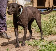 NELLO, Hund, Mischlingshund in Ungarn - Bild 2