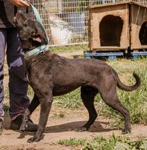 NELLO, Hund, Mischlingshund in Ungarn - Bild 3