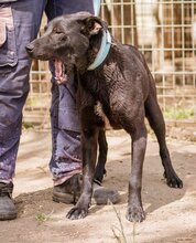 NELLO, Hund, Mischlingshund in Ungarn - Bild 4