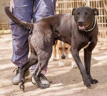 NELLO, Hund, Mischlingshund in Ungarn - Bild 5