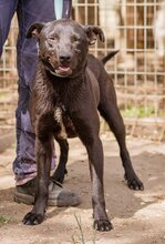 NELLO, Hund, Mischlingshund in Ungarn - Bild 6