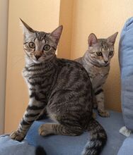 MAXIE, Katze, Europäisch Kurzhaar in Spanien - Bild 2