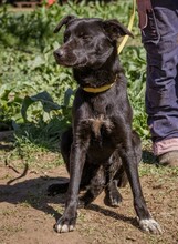 KORMI, Hund, Mischlingshund in Ungarn - Bild 1