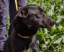 KORMI, Hund, Mischlingshund in Ungarn - Bild 2