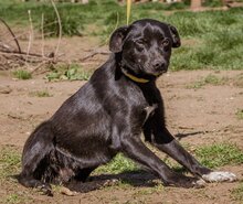 KORMI, Hund, Mischlingshund in Ungarn - Bild 3