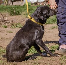 KORMI, Hund, Mischlingshund in Ungarn - Bild 4