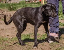 KORMI, Hund, Mischlingshund in Ungarn - Bild 6