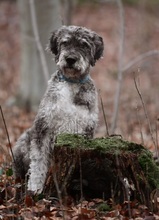 URSU, Hund, Mischlingshund in Gladbeck - Bild 6