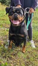 OLLY, Hund, Rottweiler in Italien - Bild 1