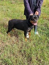 OLLY, Hund, Rottweiler in Italien - Bild 2