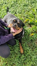 OLLY, Hund, Rottweiler in Italien - Bild 3