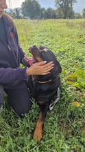 OLLY, Hund, Rottweiler in Italien - Bild 4