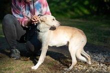 SHERLOCK, Hund, Mischlingshund in Ungarn - Bild 2