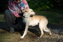 SHERLOCK, Hund, Mischlingshund in Ungarn - Bild 4