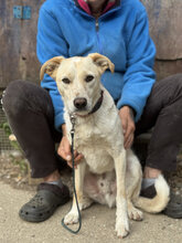 SHERLOCK, Hund, Mischlingshund in Marsberg