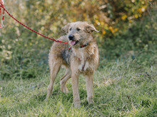 KENNY, Hund, Mischlingshund in Rumänien - Bild 3