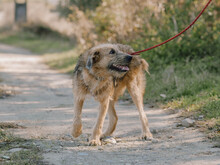 KENNY, Hund, Mischlingshund in Rumänien - Bild 4