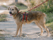 KENNY, Hund, Mischlingshund in Rumänien - Bild 5