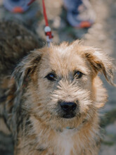 KENNY, Hund, Mischlingshund in Rumänien - Bild 6