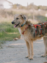 KENNY, Hund, Mischlingshund in Rumänien - Bild 7