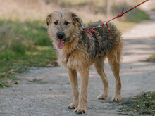 KENNY, Hund, Mischlingshund in Rumänien - Bild 8