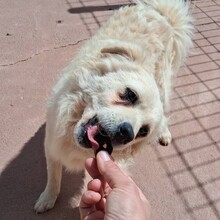 ELMO, Hund, Mischlingshund in Portugal - Bild 10