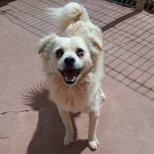 ELMO, Hund, Mischlingshund in Portugal - Bild 11