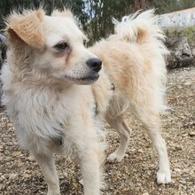 ELMO, Hund, Mischlingshund in Portugal - Bild 2