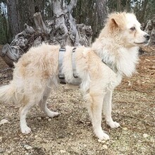 ELMO, Hund, Mischlingshund in Portugal - Bild 4