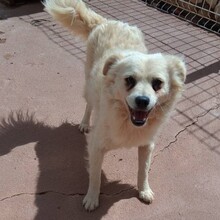 ELMO, Hund, Mischlingshund in Portugal - Bild 5