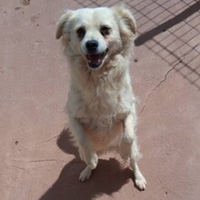 ELMO, Hund, Mischlingshund in Portugal - Bild 7