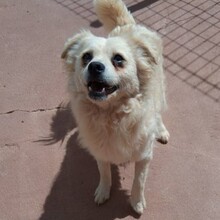 ELMO, Hund, Mischlingshund in Portugal - Bild 8
