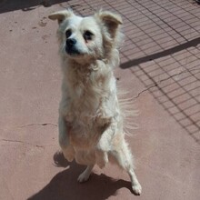 ELMO, Hund, Mischlingshund in Portugal - Bild 9