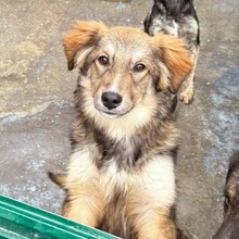 YANN, Hund, Mischlingshund in Rumänien - Bild 2