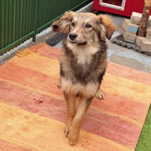 YANN, Hund, Mischlingshund in Rumänien - Bild 6